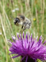 Bombus sylvarum