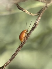 Sphaeroderma testaceum