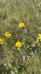 Solidago rigida