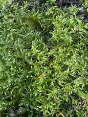 Pleurozium schreberi