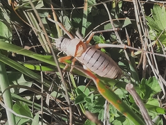 Ephippiger terrestris