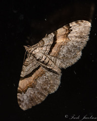 Xanthorhoe packardata