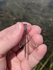 Lestes vigilax