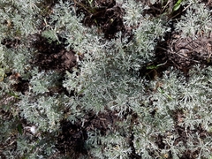 Artemisia austriaca