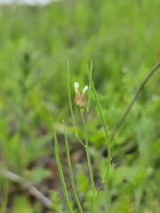 Arabis recta