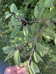Cornus racemosa