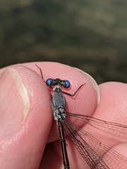 Lestes vigilax