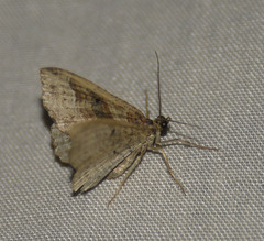 Costaconvexa