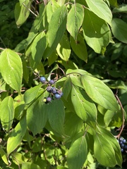 Cornus amomum