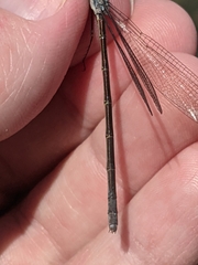Lestes vigilax