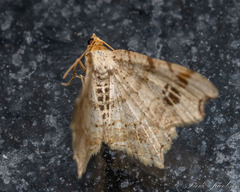 Macaria aemulataria