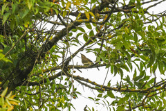 Luscinia megarhynchos