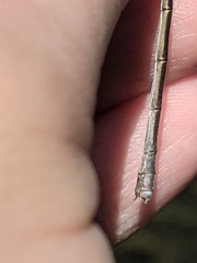 Lestes vigilax