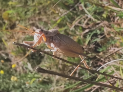 Ephippiger terrestris