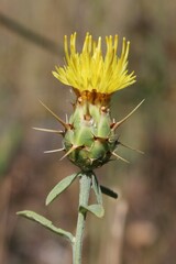 Centaurea sicula