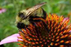 Bombus citrinus