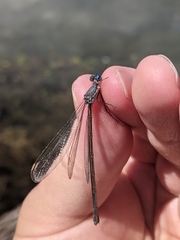 Lestes vigilax