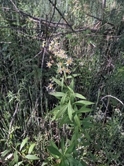 Doellingeria umbellata