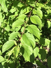 Cornus amomum