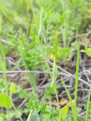Arabis recta