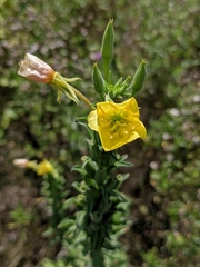 Oenothera biennis