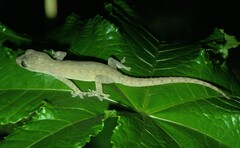 Hemidactylus