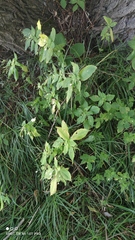 Impatiens parviflora