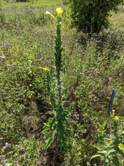Oenothera biennis