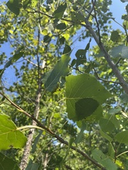 Populus deltoides