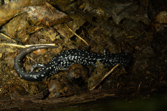 Plethodon glutinosus