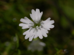 Heliosperma pusillum