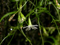 Heliosperma pusillum