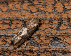 Eucosma parmatana