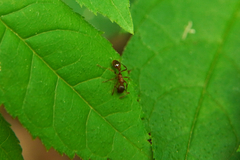 Myrmica