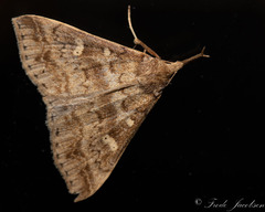 Renia discoloralis