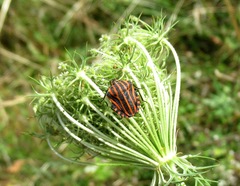 Graphosoma italicum italicum