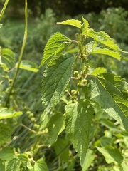 Boehmeria cylindrica
