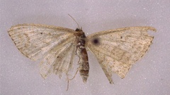 Scopula inductata