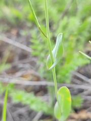 Arabis recta