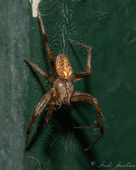 Neoscona arabesca