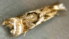 Microcrambus elegans