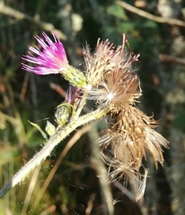 Cirsium palustre