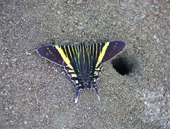 Urania fulgens