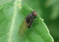 Minettia longipennis
