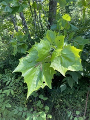 Platanus occidentalis