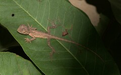 Calotes versicolor
