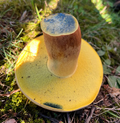 Baorangia bicolor