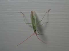 Trigonotylus