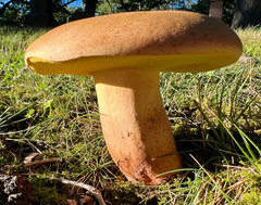 Baorangia bicolor