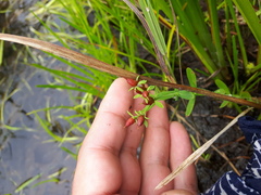 Hypericum ellipticum
